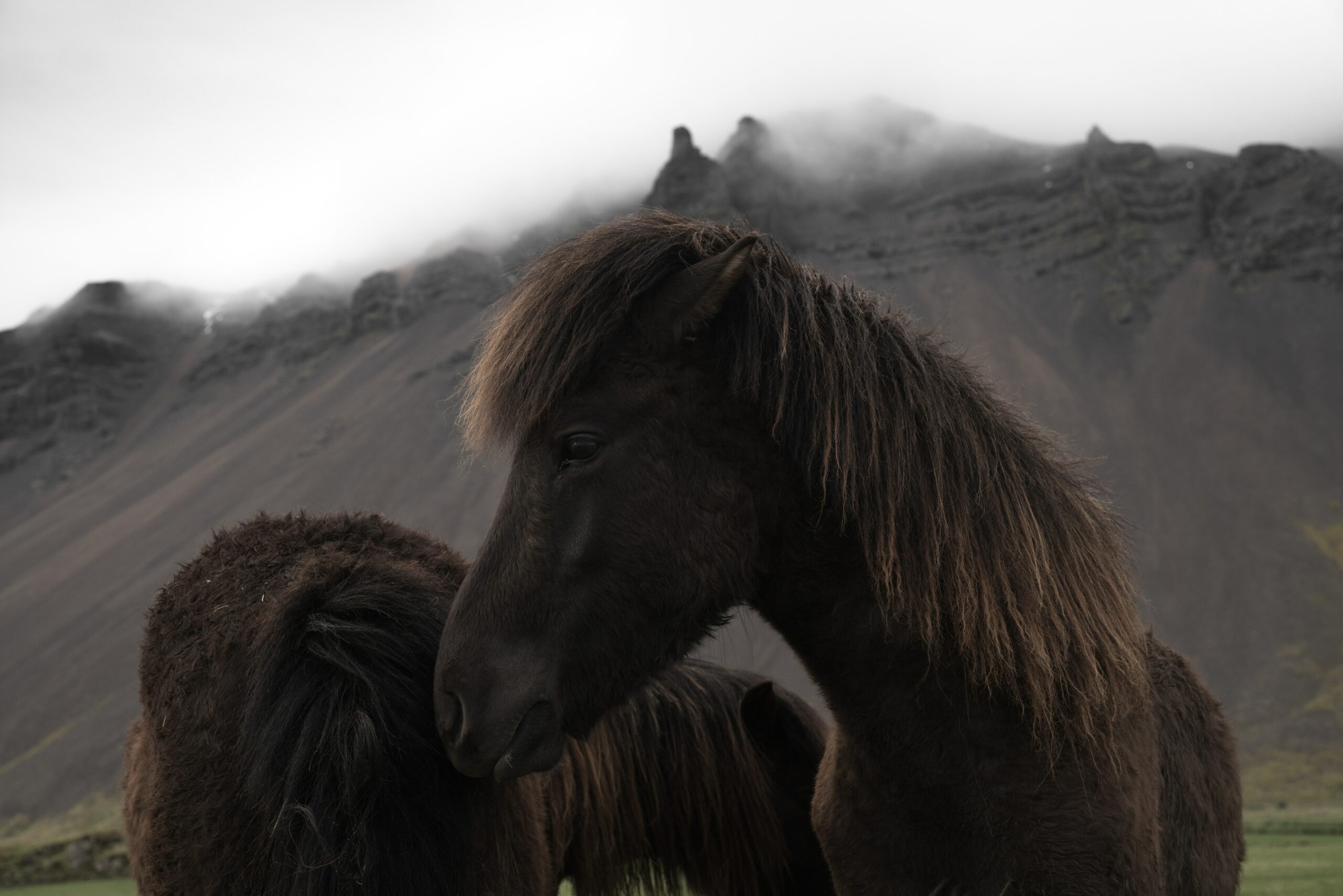 Den Gyldne Cirkel Island – Kombitur med ridning