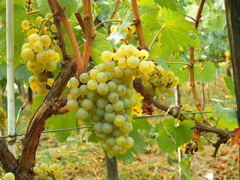 Er du en klar Chardonnay-elsker?